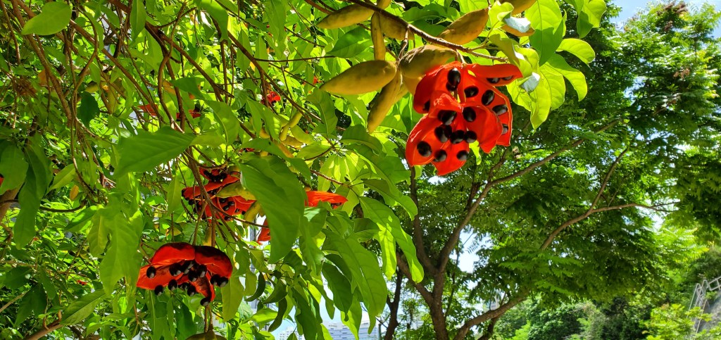 Gracing the school's gate: Gorgeous contrast of dark seeds against the fiery red petals.